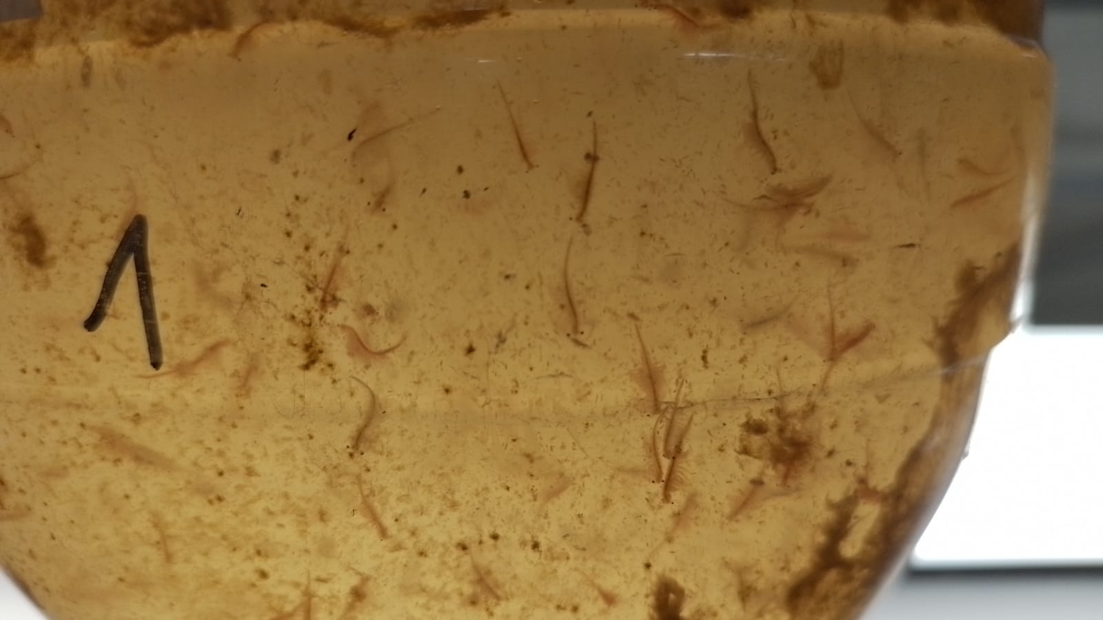 Artemia ghent 1