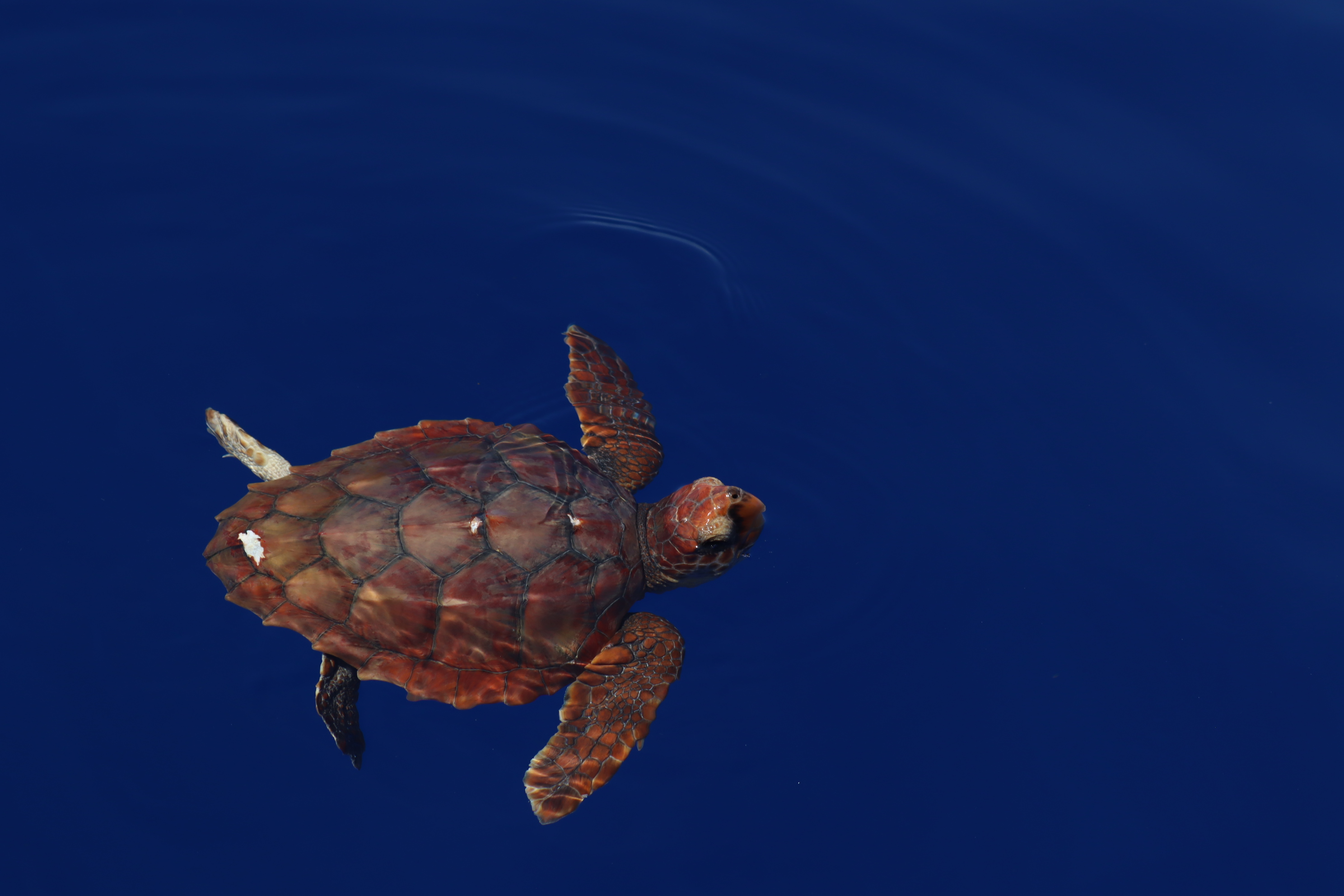 Caretta caretta