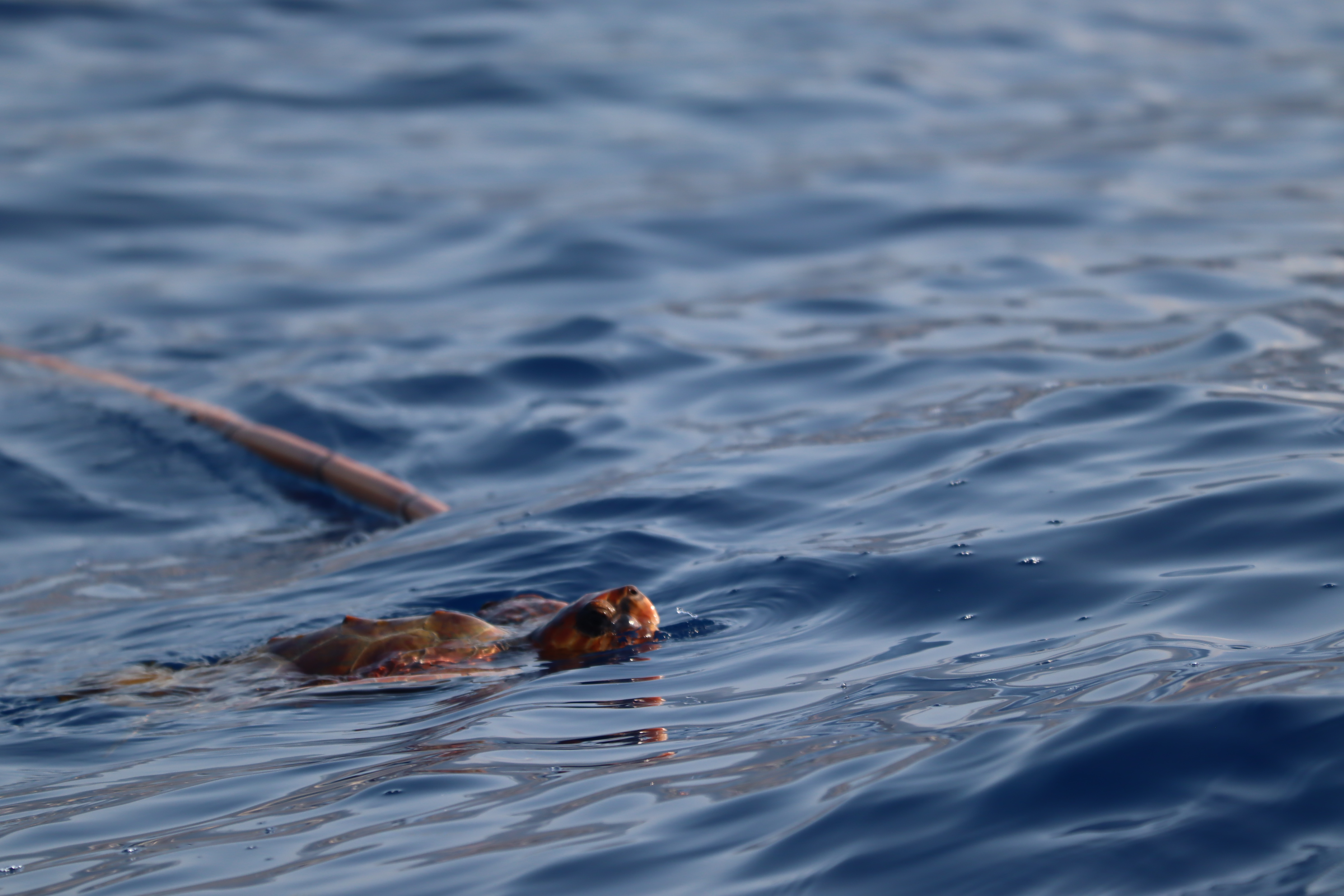 Caretta caretta