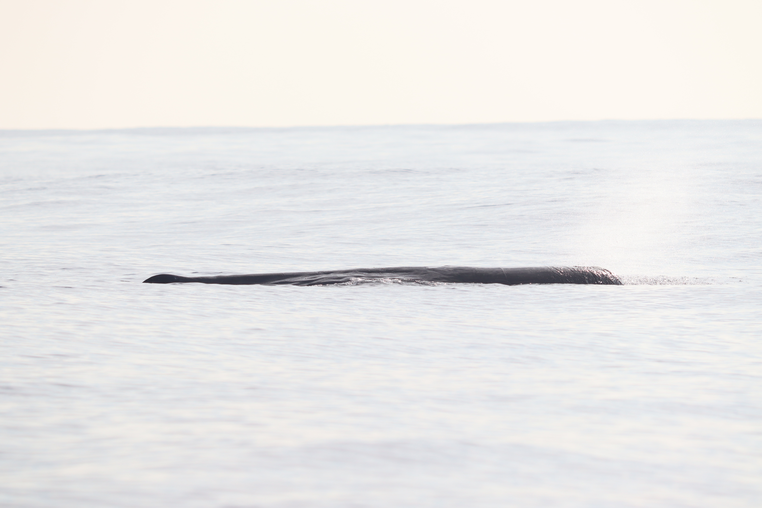 Physeter macrocephalus