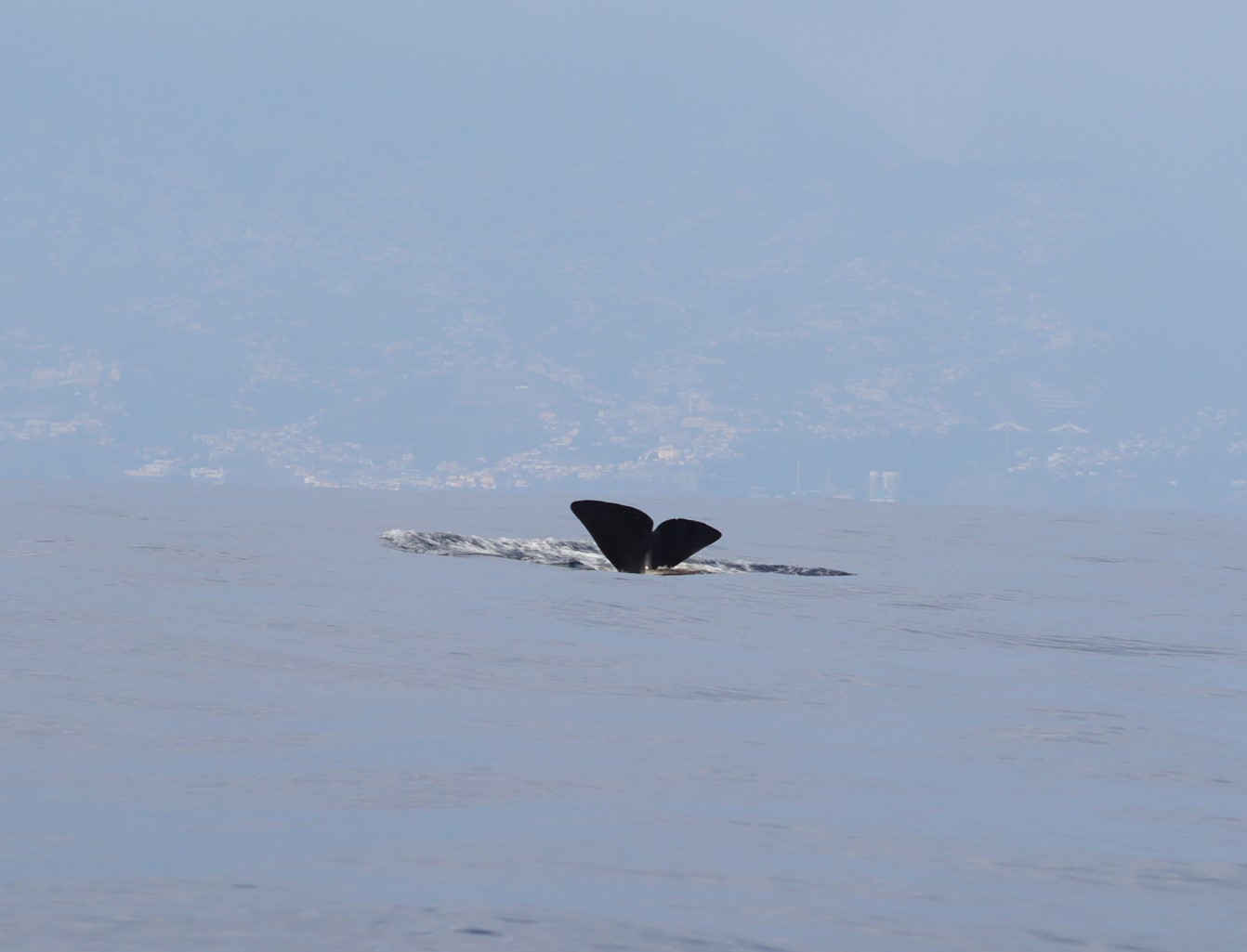 Physeter macrocephalus