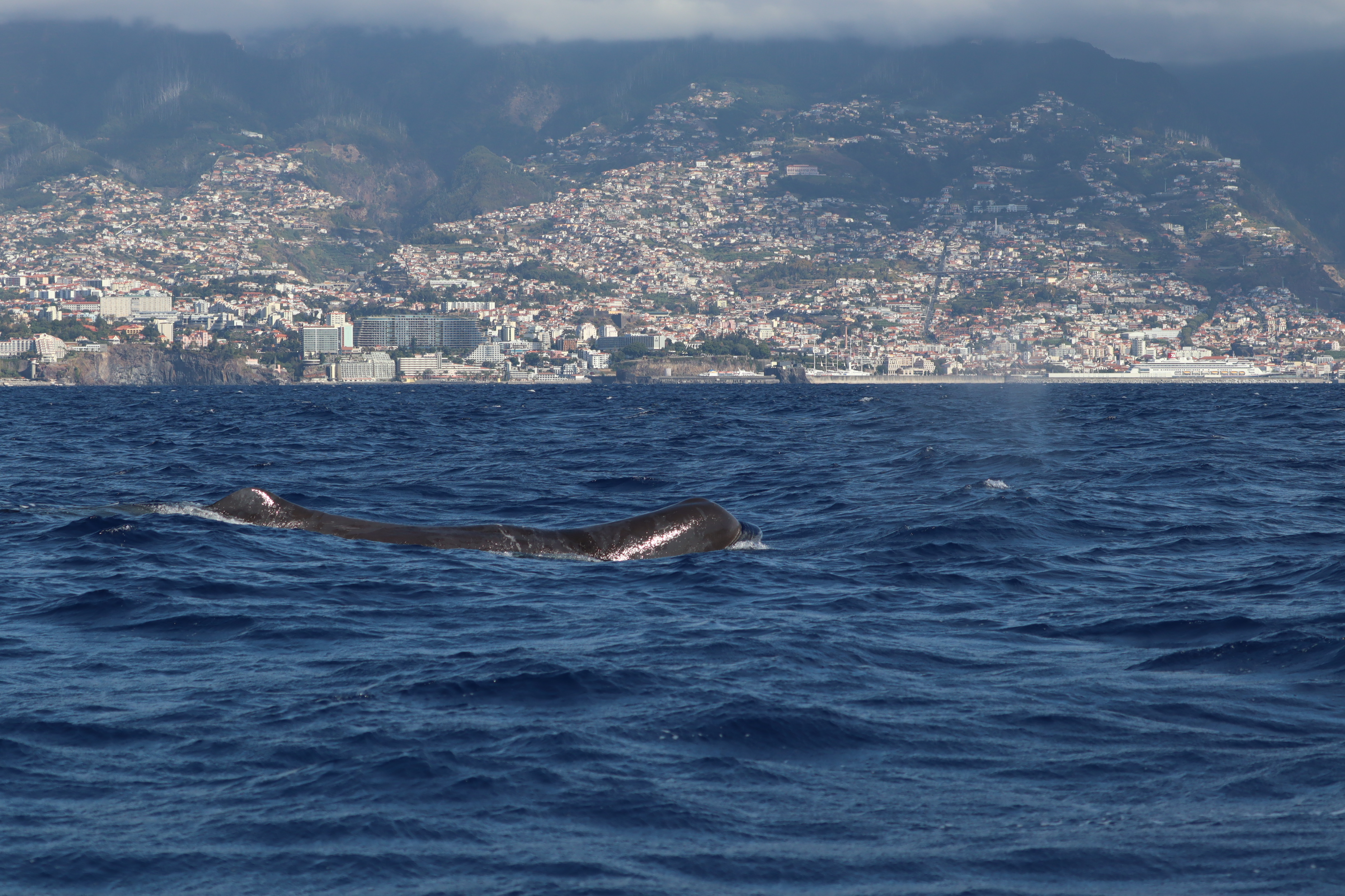 Physeter macrocephalus