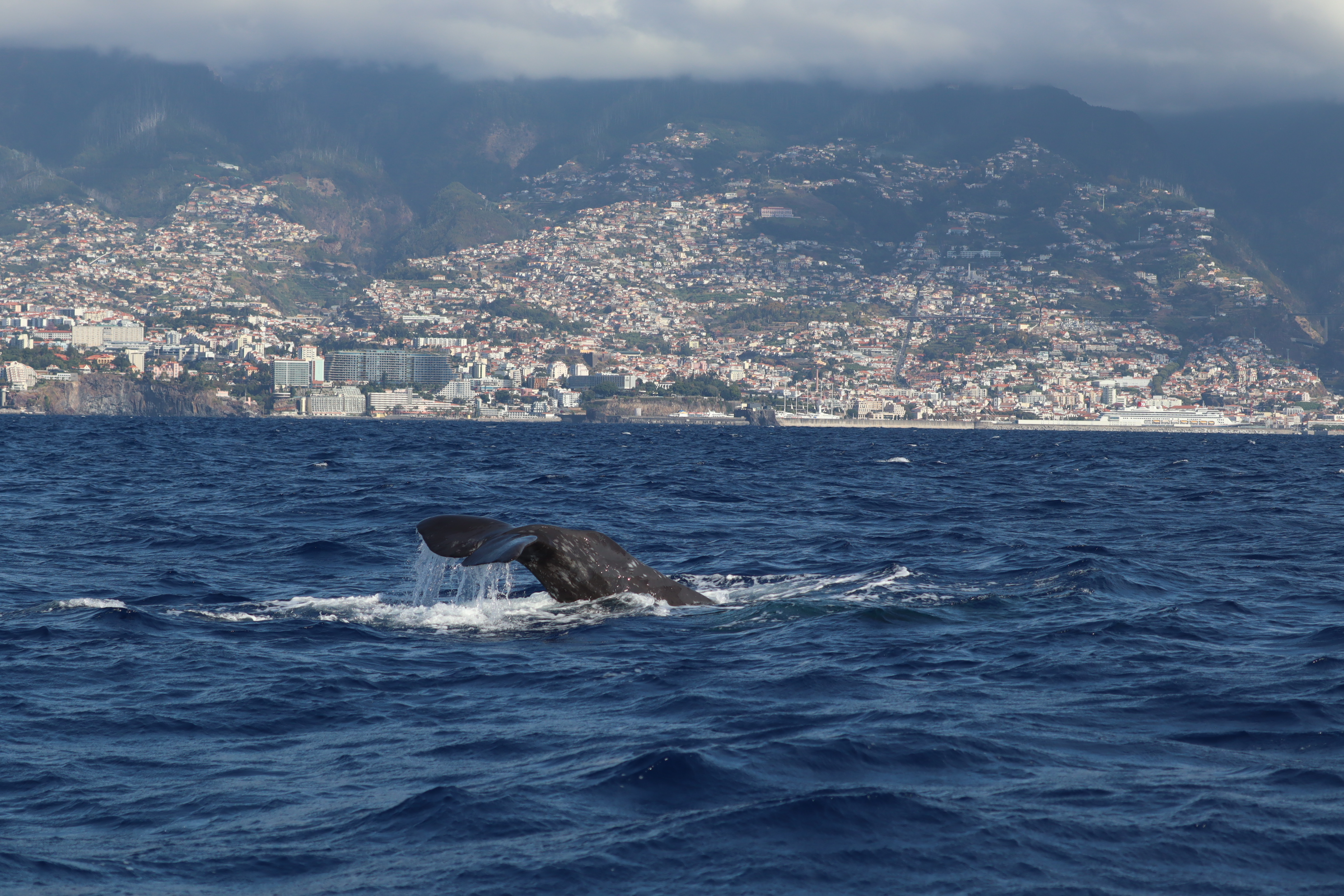 Physeter macrocephalus