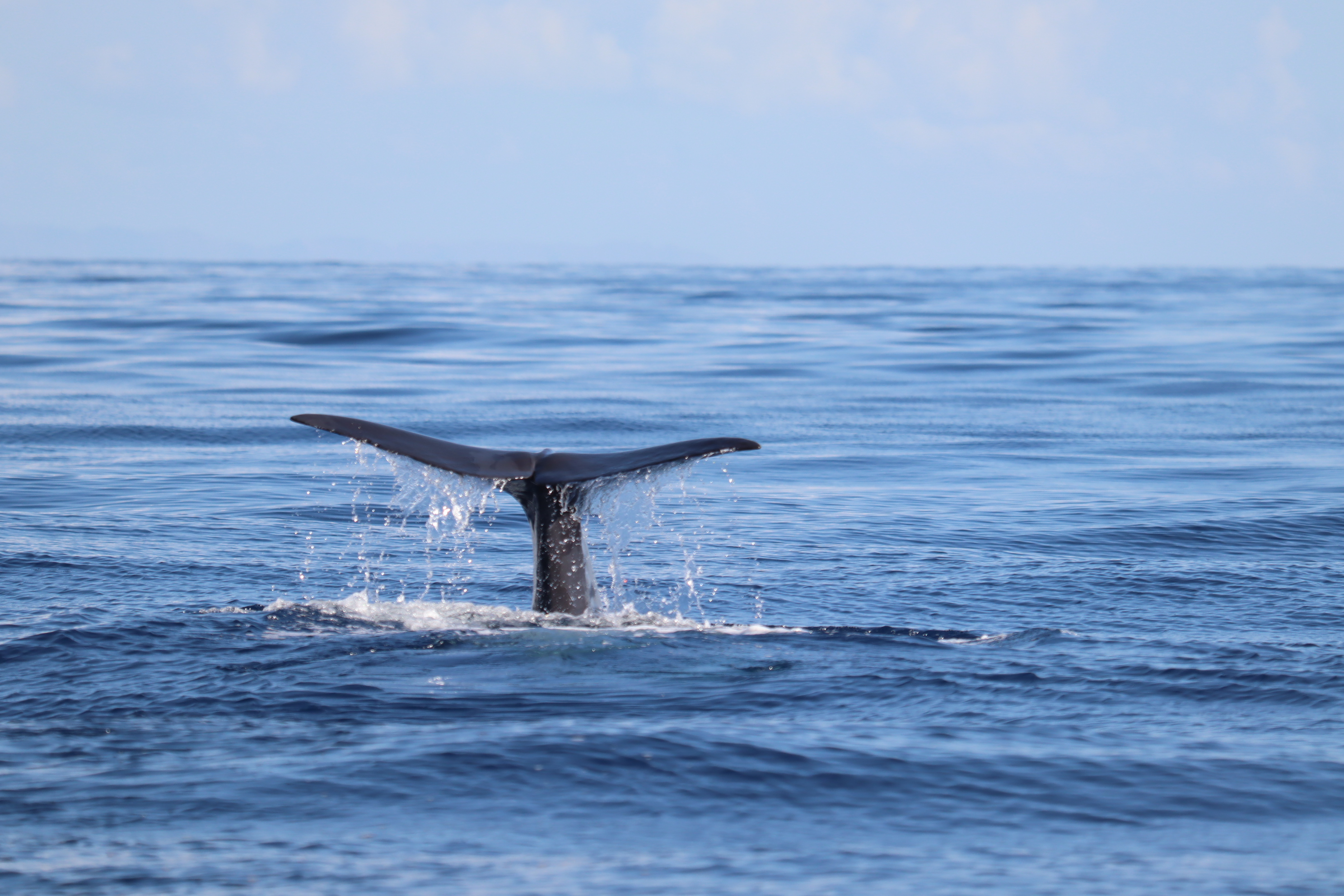 Physeter macrocephalus