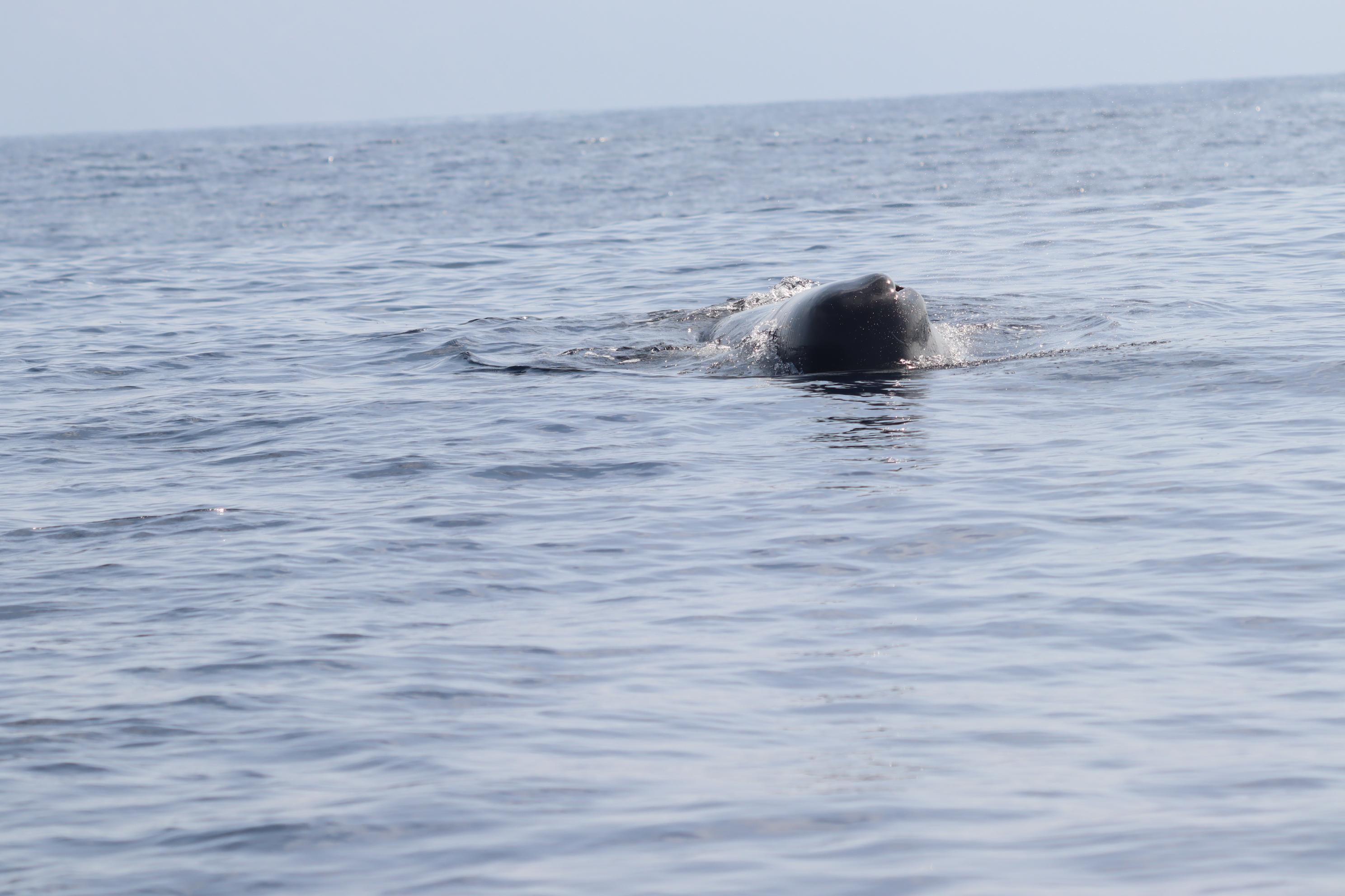 Physeter macrocephalus