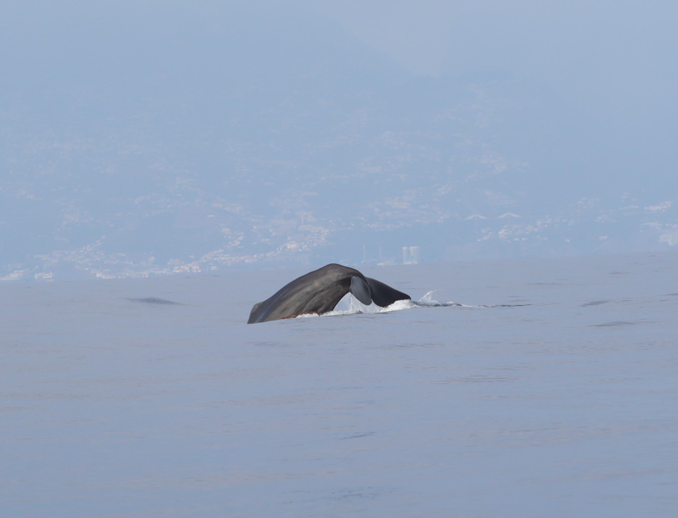 Physeter macrocephalus