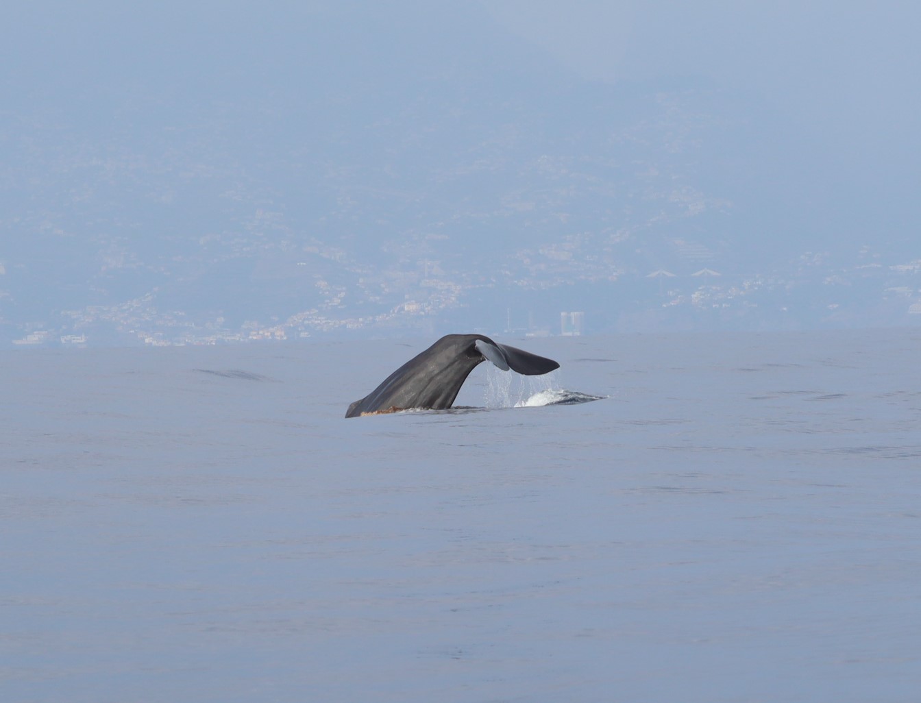 Physeter macrocephalus