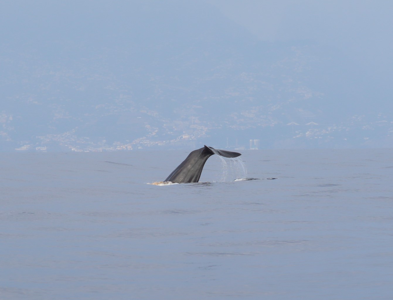Physeter macrocephalus