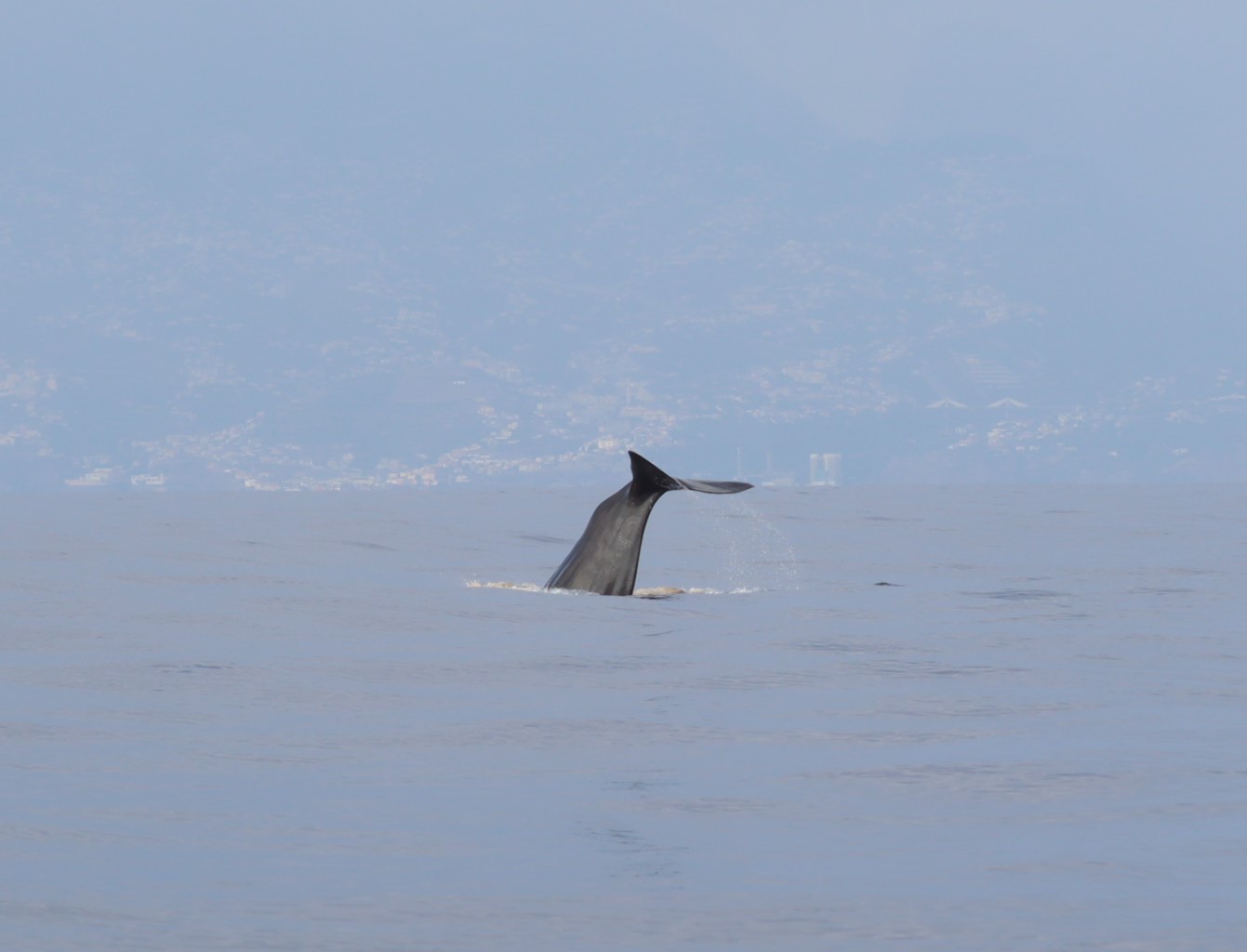 Physeter macrocephalus