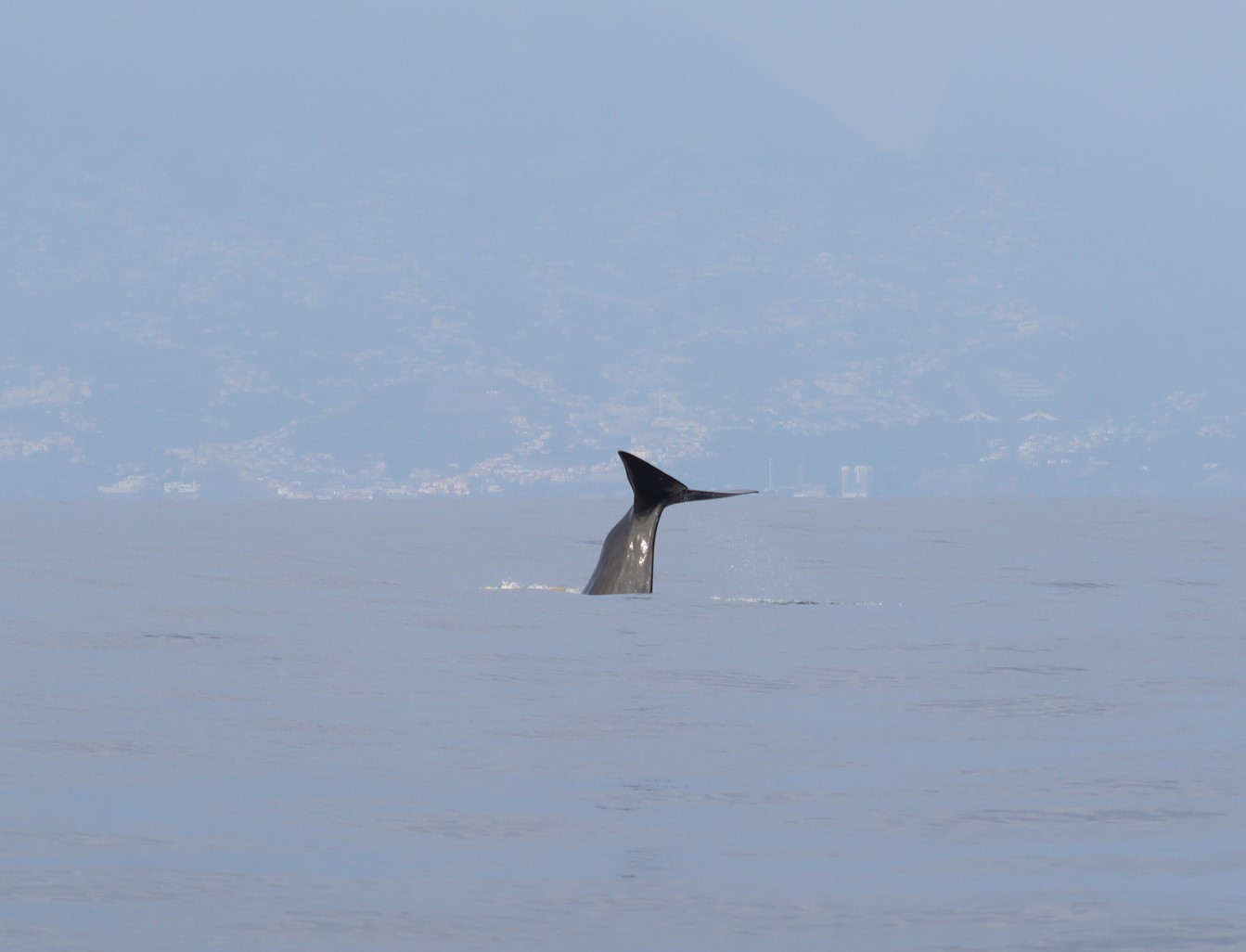 Physeter macrocephalus