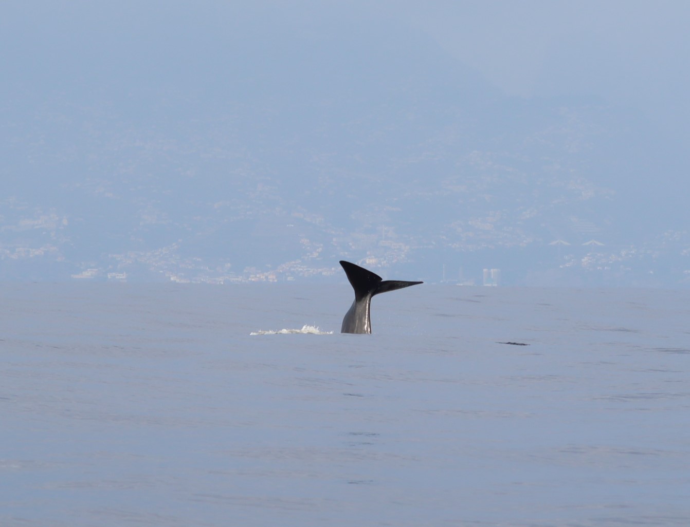 Physeter macrocephalus