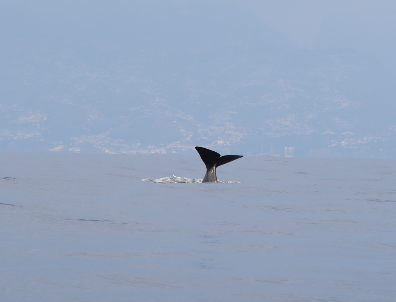 Physeter macrocephalus