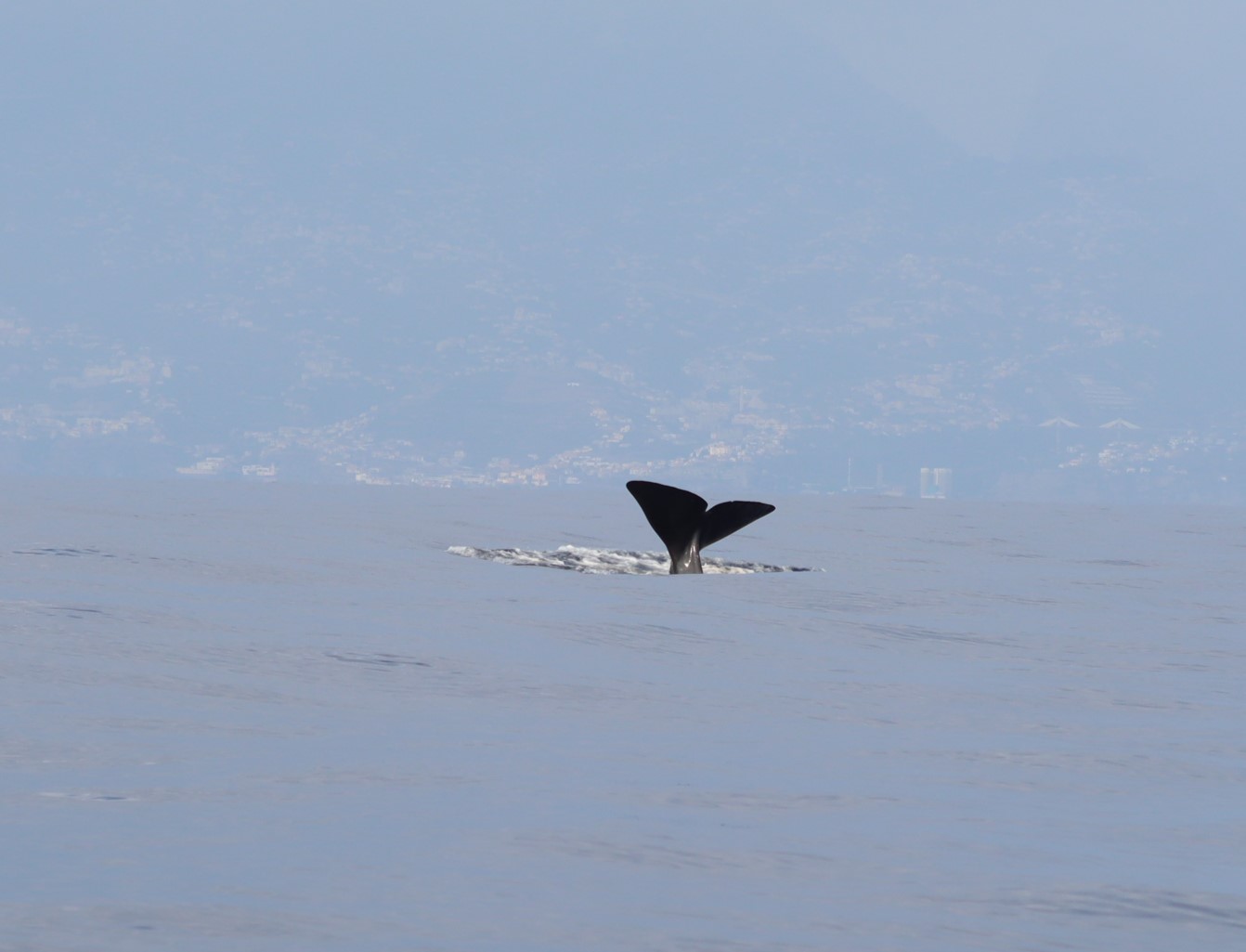 Physeter macrocephalus