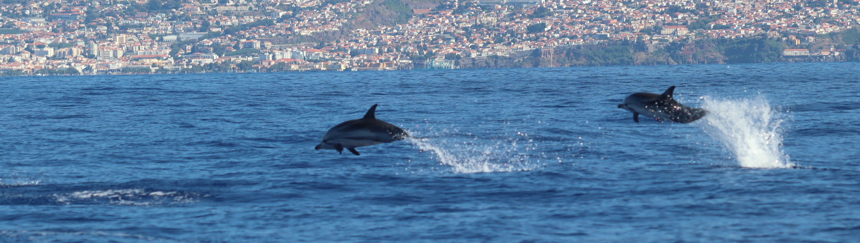 Madeira Cetaceans