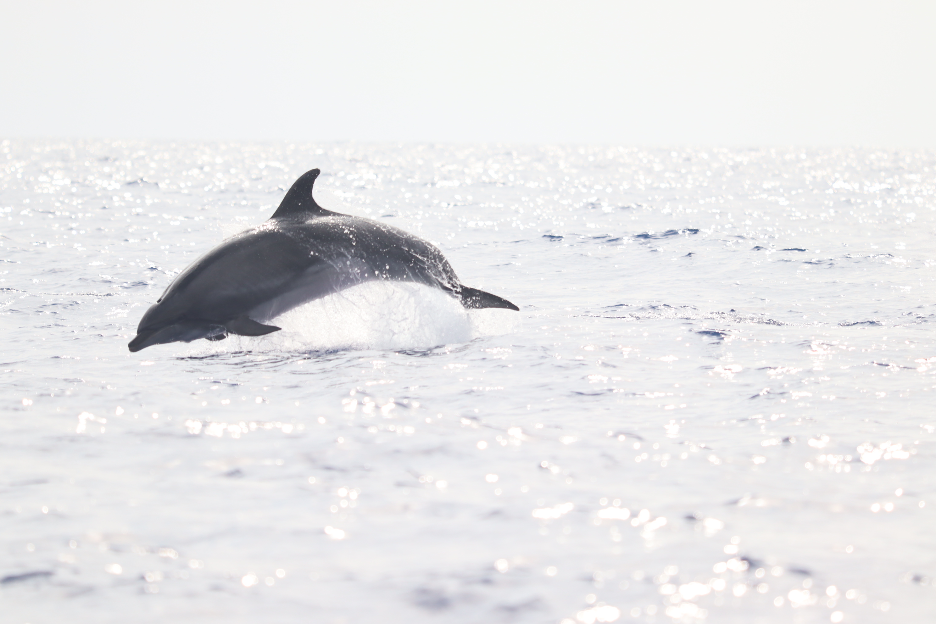 Tursiops truncatus