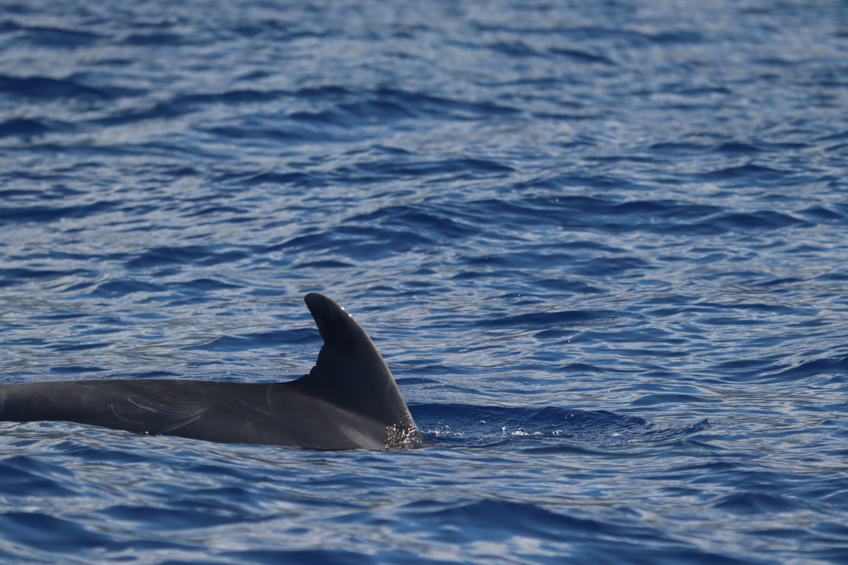 Tursiops truncatus